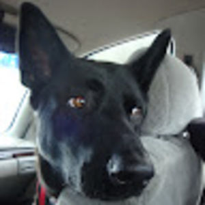 Meet your Posher, Fred